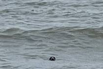 IMG_6809_original
