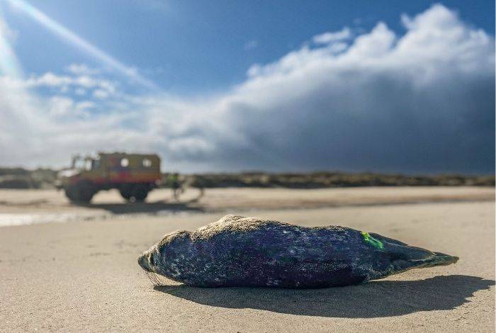 Grijze zeehond getransporteerd naar ASeal