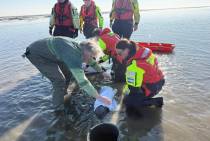 Twee bruinvissen aan de zuidkant van Vlieland.