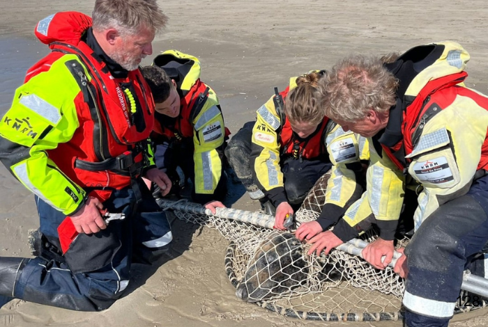 Gezamenlijke inzet voor zeehond in nood