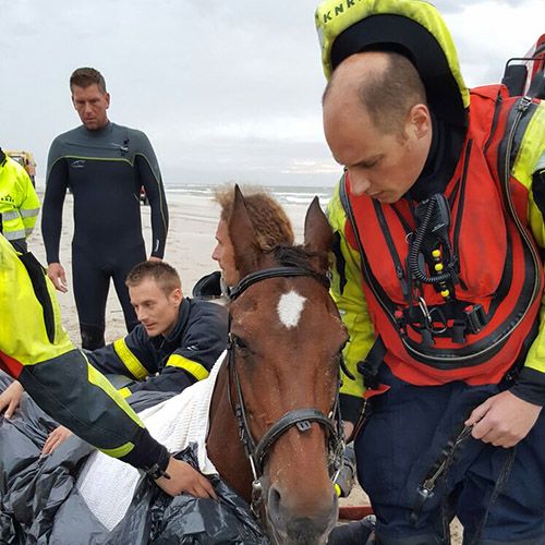reddingactie-paard