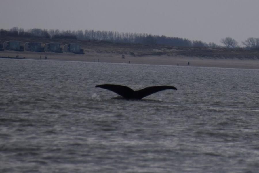 Potvis in problemen op Westerschelde