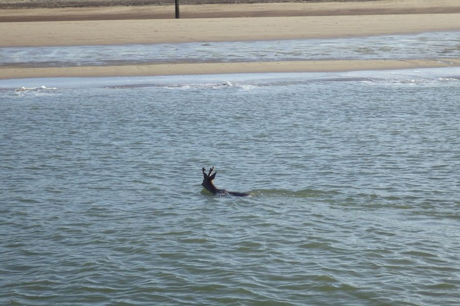 Geschrokken hert in de Westerschelde