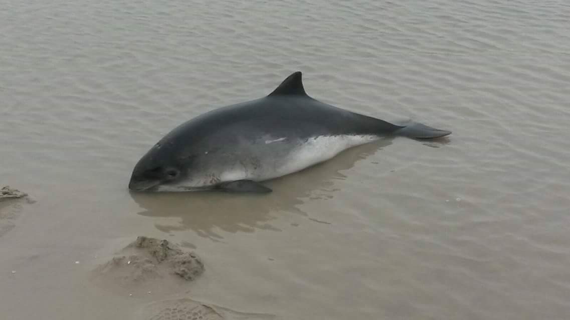 Bruinvis op het strand van Terschelling.