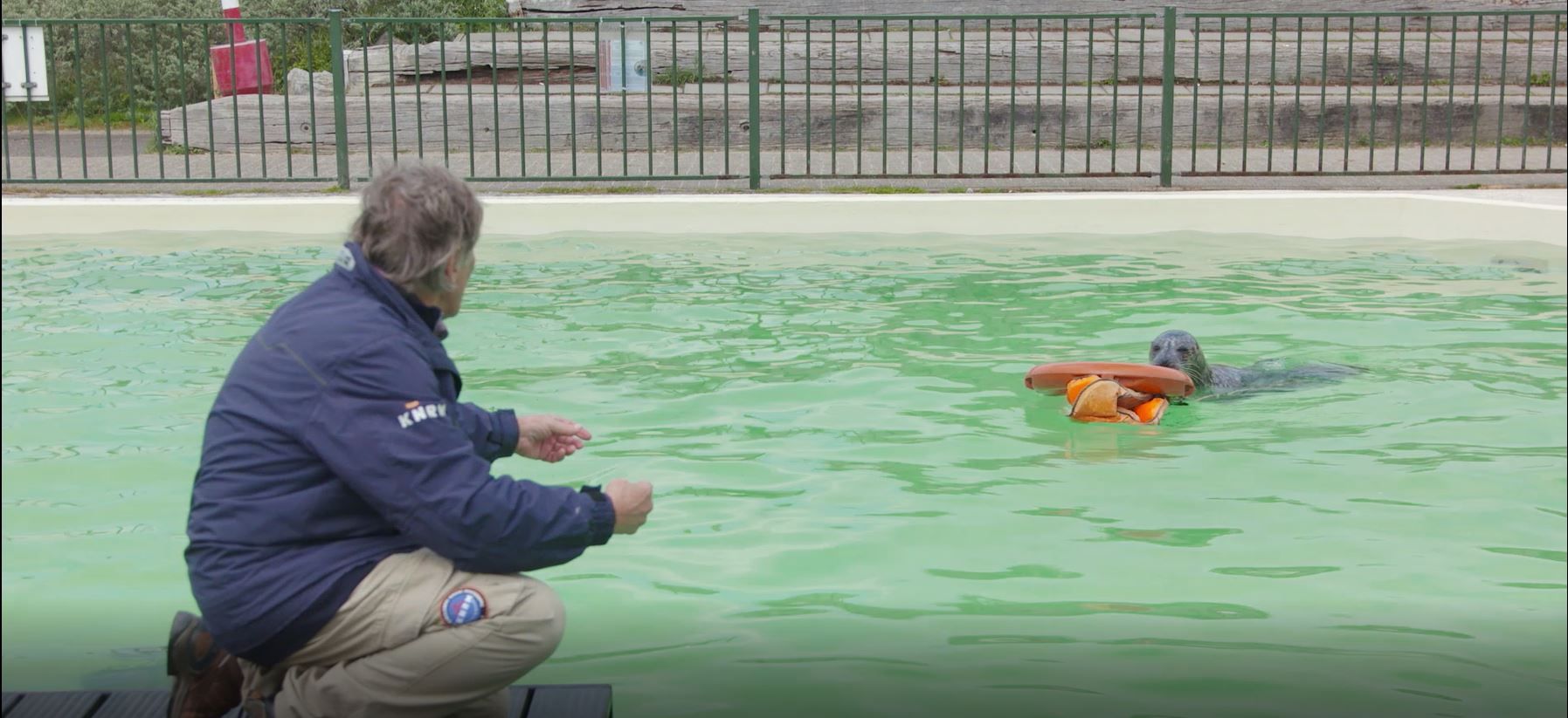 martin-gaus-traint-zeehonden