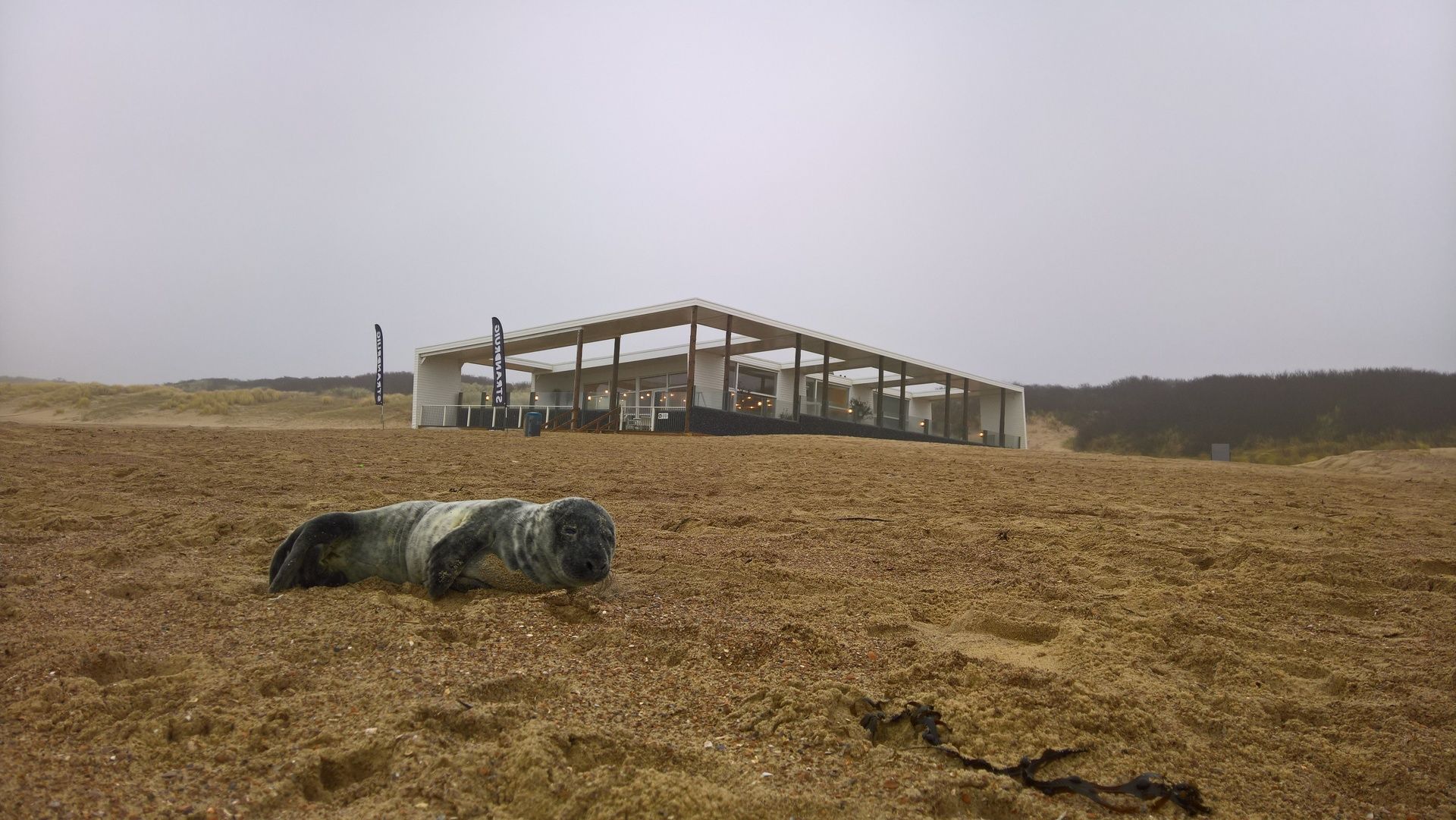 Zeehond Vera bij strandpaviljoen Strand Ruig