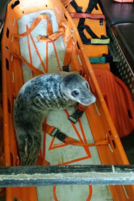 gewond-zeehondje-naar-opvang-1