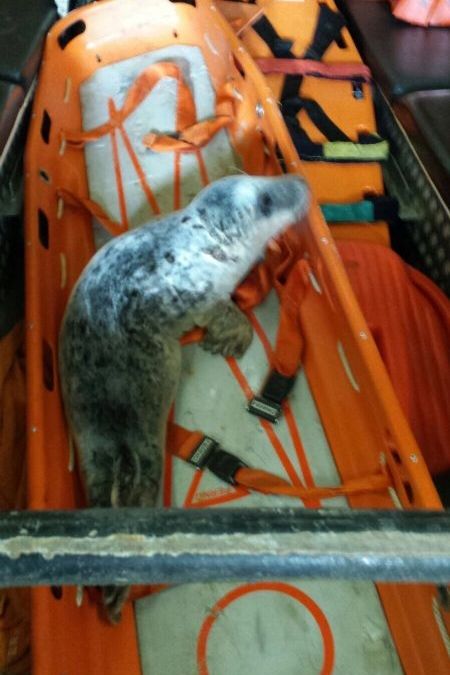 gewond-zeehondje-naar-opvang-2