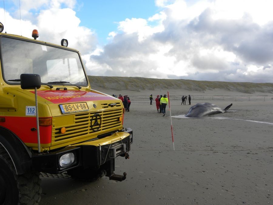 knrm-de-koog-gealarmeerd-voor-5-potvissen-6