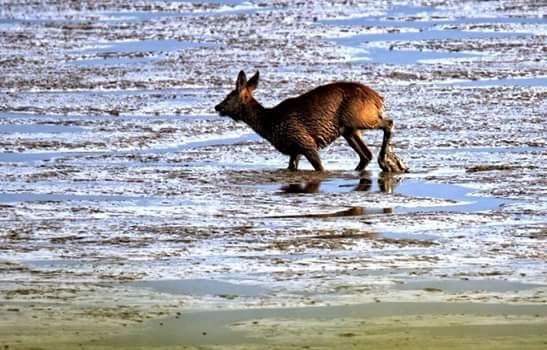 Ree in problemen op het wad